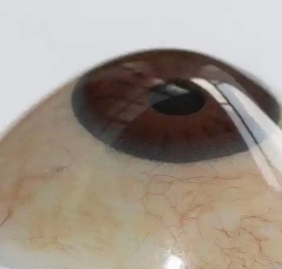 20mm 俊美义眼片