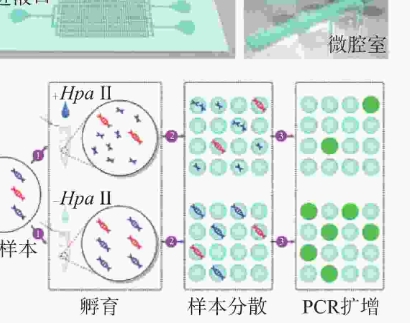 EPIPROBE02 PCDHGB7基因甲基化检测分析软件