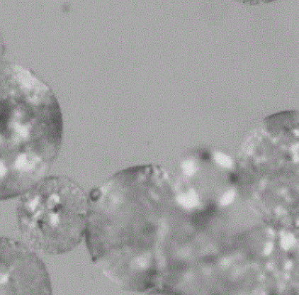 聚乙烯醇栓塞微球旸顺直销价